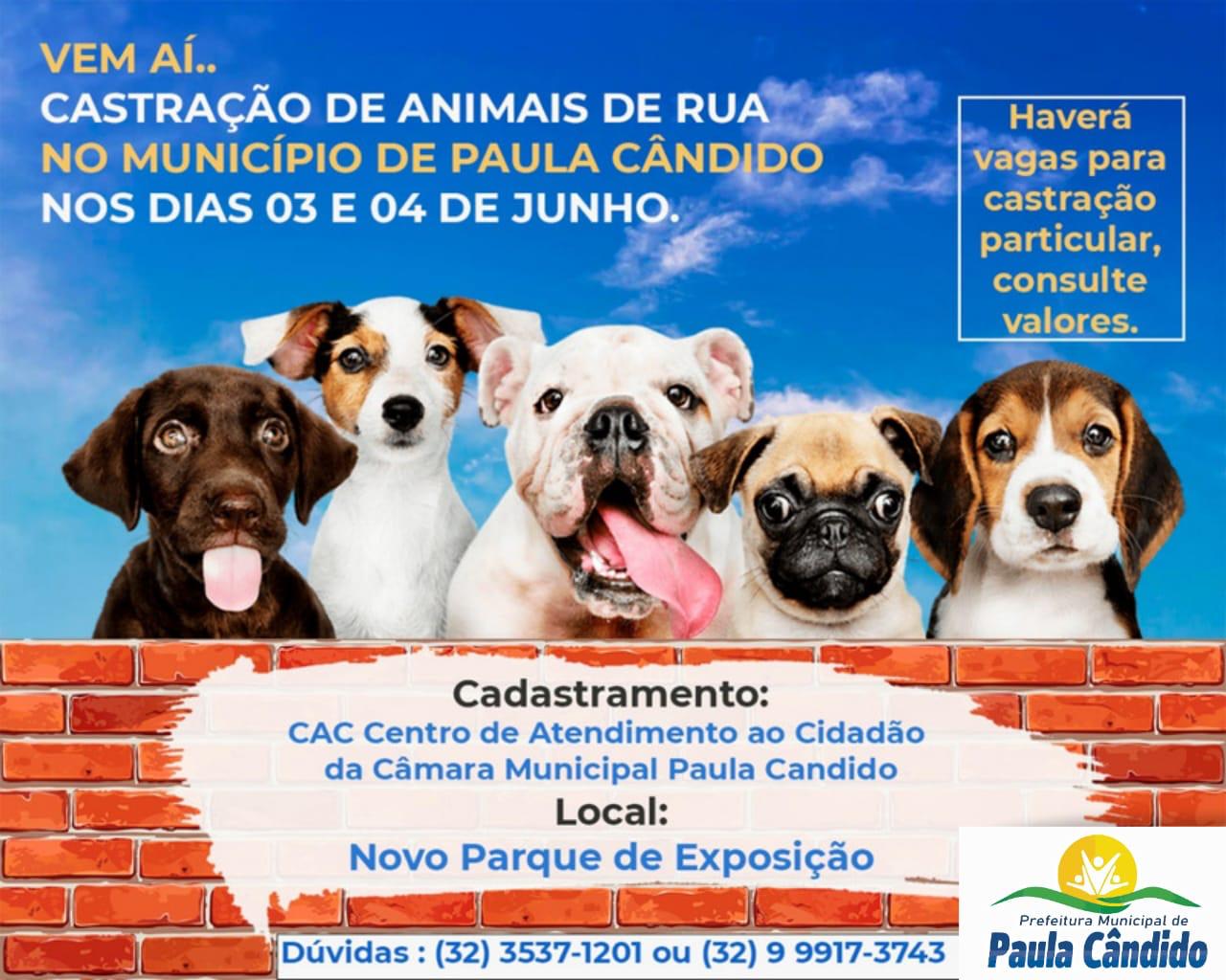 Notícias Prefeitura Municipal de Paula Cândido - Castração Animal